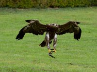 Steinadler 107